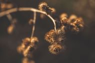 Protects against diabetes (Image via Pexels/Damian Apanasowicz)